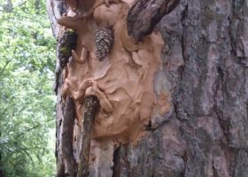 Projekt Waldkunst
